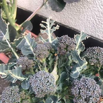 ヒヨドリ被害の投稿画像一覧 Greensnap グリーンスナップ