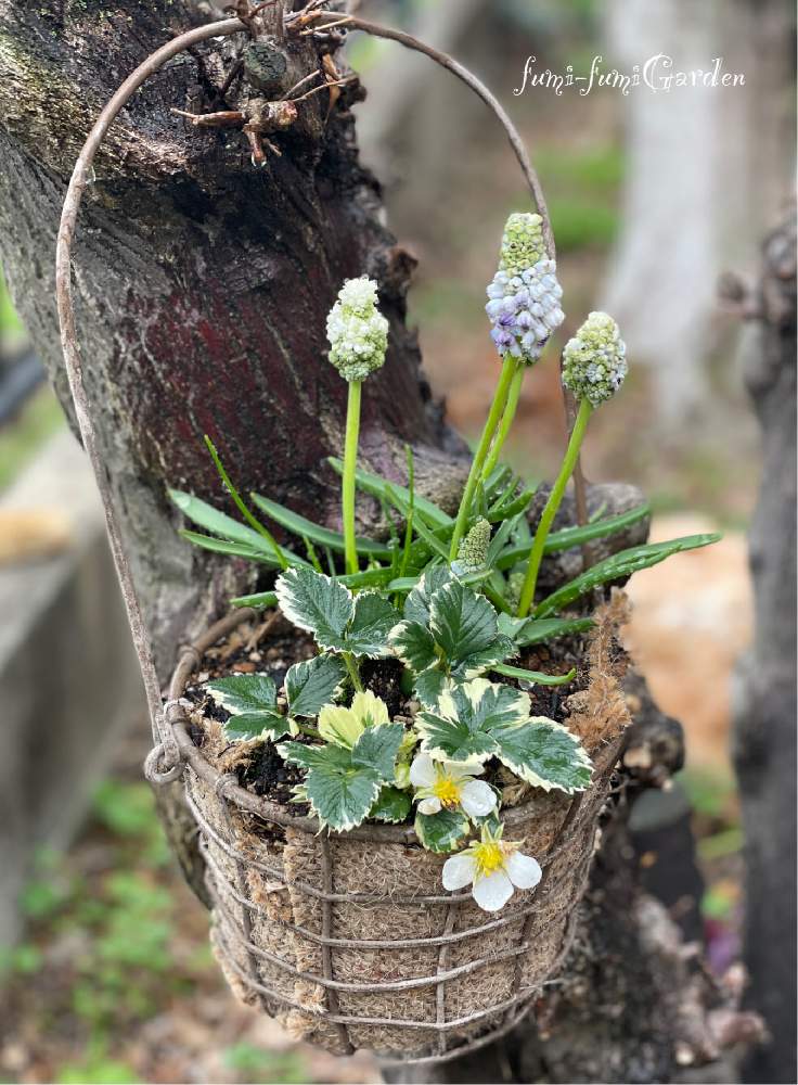 ワイヤーバスケットの投稿画像 By Fumi Fumiさん ワイルドストロベリーマーブルと ムスカリとgsのみなさんに感謝 とドンゴロスと ワイルドストロベリーと簡単にできる ガーデニング寄植えと 秋植え球根21 フォトコンテスト 21月3月9日 Greensnap グリーン
