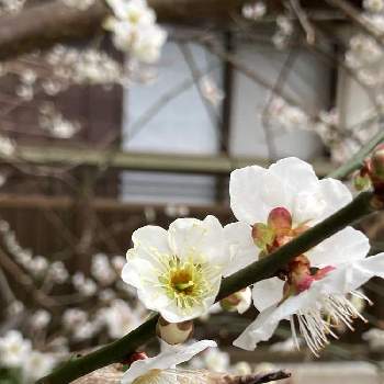 白梅。の画像 by ひみこさん | 畑と白梅の花と早春と白梅。と植物himiとお花好き