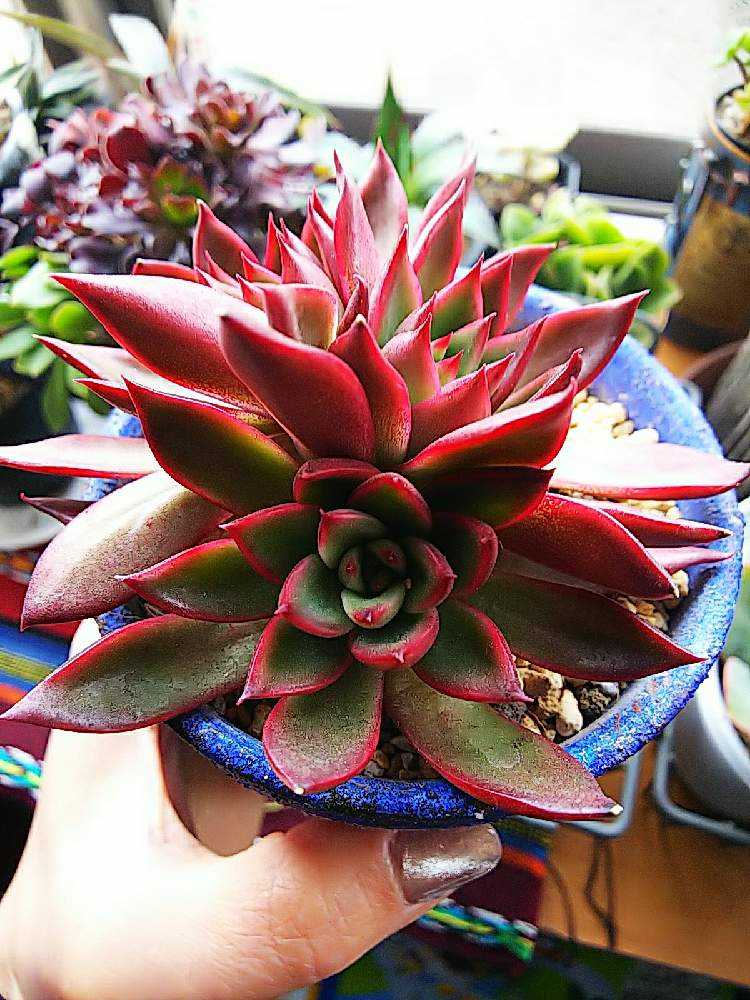 アガボイデスルブラ｜🍀GreenSnap（グリーンスナップ）