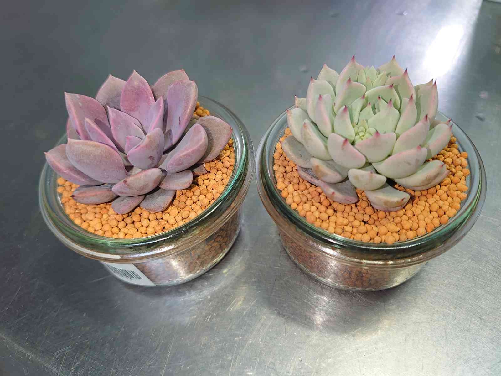 固まる土｣からの救出( ´›ω‹｀)｜🍀GreenSnap（グリーンスナップ）