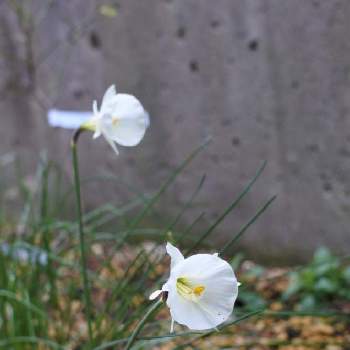 原種系スイセン カンタブリカスの投稿画像一覧 Greensnap グリーンスナップ