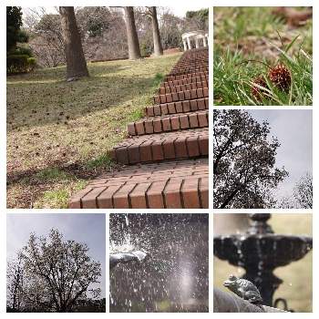 ポプラの実の投稿画像一覧 Greensnap グリーンスナップ