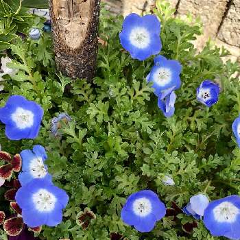 すき♪の画像 by カンパニュラさん | 小さな庭とネモフィラと暖かい日と咲いた咲いたと寄せ植えとはる♡と青い花と鉢植え✨とすき♪とお花大好き❤とかわいい❤