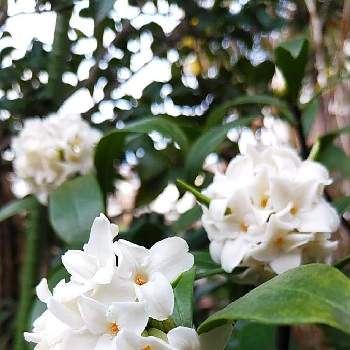 沈丁花の白花の画像 by plumeriaさん | 嬉しいな♡と好きな色とありがとう♡と香りのいいお花と庭先と癒されると優しい♡＊と沈丁花の白花と花のある暮らし