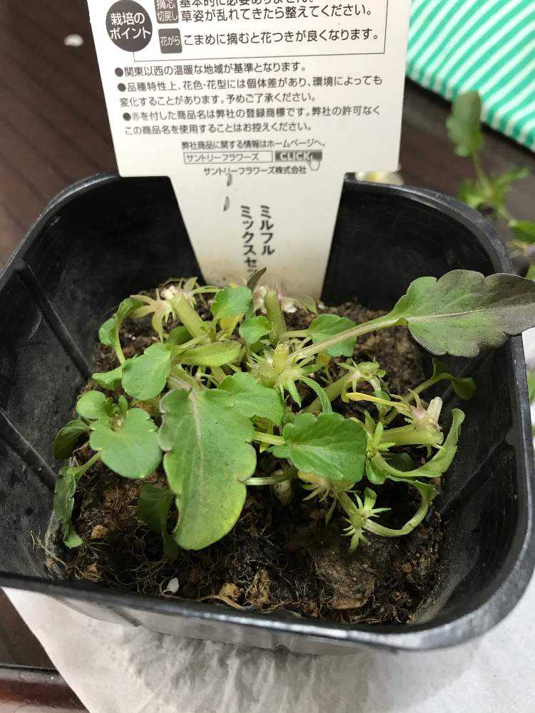 見切り品ミルフルさんの一年 Greensnap グリーンスナップ