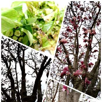 花粉症が酷いの投稿画像一覧 Greensnap グリーンスナップ