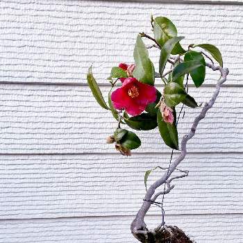 三河雲竜椿の投稿画像一覧 Greensnap グリーンスナップ