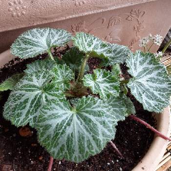 食用になる葉っぱの投稿画像一覧 Greensnap グリーンスナップ