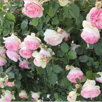 ハイポネックスのある暮らしの画像 by ハイポネックスジャパンさん | 小さな庭とピエール・ド・ロンサールとばら バラ 薔薇とハイポネックス写真部とハイポネックスとバラ大好きと花木とバラのある暮らしとおうち園芸とバラ好きと ハイポネックス園芸部とハイポネックスのある暮らしと花のある暮らしとバラ・ミニバラと草花大好きとバラを楽しむ