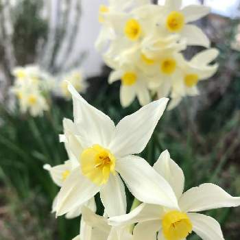 フサザキスイセンの投稿画像一覧 Greensnap グリーンスナップ