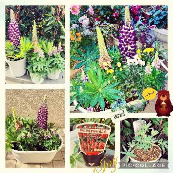 昇り藤の投稿画像一覧 Greensnap グリーンスナップ