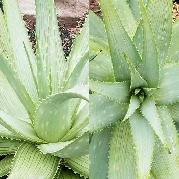 アロエ ベラの育て方 屋外や室内での栽培方法 植え替え時期は Greensnap グリーンスナップ アロエ ベラの育て方 屋外や室内での栽培方法 植え替え時期は Greensnap グリーンスナップ