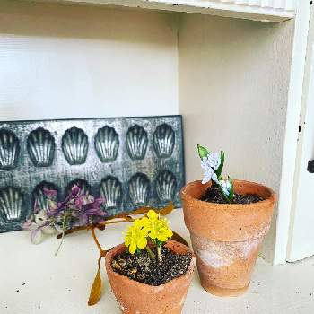 黄花節分草の投稿画像一覧 Greensnap グリーンスナップ 黄花節分草の投稿画像一覧 Greensnap グリーンスナップ