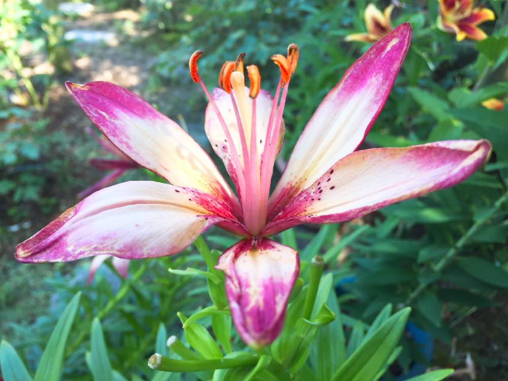 ハートストリングスの投稿画像 By おんぷ さん スカシユリとお花に癒されてと今日のお花と花のある暮らしとお写ん歩 ʾʾとiphone撮影 21月3月10日 Greensnap グリーンスナップ