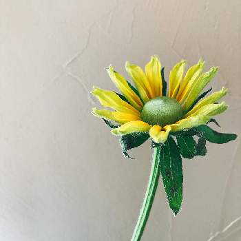 ルドベキア プレーリーサンの投稿画像一覧 Greensnap グリーンスナップ