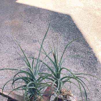 チランジア ムーンライトの投稿画像一覧 Greensnap グリーンスナップ