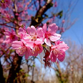 桜さいたの画像 by けいにゃんこさん | お出かけ先とピンクの花と枝の花と横浜イングリッシュガーデンと桜さいたと変わったネーミング(*_*)
