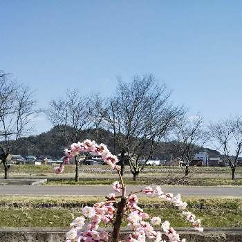 垂れ梅の花の投稿画像一覧 Greensnap グリーンスナップ