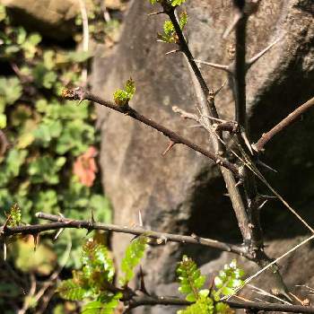 木の芽 山椒 の投稿画像一覧 Greensnap グリーンスナップ