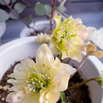 クリスマスローズ ダブルファンタジーの投稿画像一覧 Greensnap グリーンスナップ