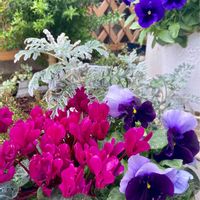 パンジー,ガーデンシクラメン,カルーナ,白妙菊,寄せ植えの画像