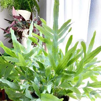 フレボディウム アウレウム