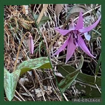 昔からあるものの投稿画像一覧 Greensnap グリーンスナップ