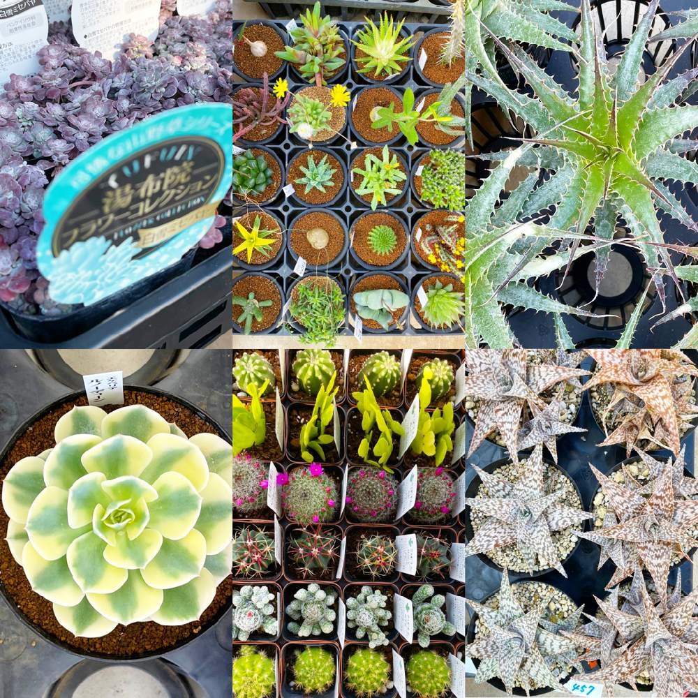 多肉植物の投稿画像 By フラワーウッドさん ガーデン雑貨と観葉植物と多肉箱庭と寄せ植えと珍種とフラワーウッドと花壇とガーデニングショップとgs映えと 多肉植物のある暮らしとおうち園芸と造園と佐賀県と多肉女子とタニラーとガーデニング 21月3月10日