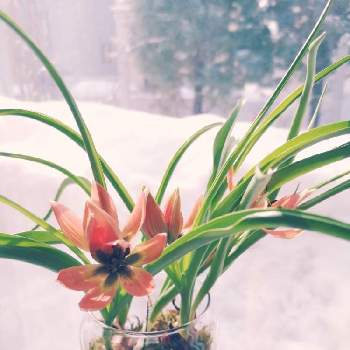 たのしいの画像 by takako *さん | 窓辺と原種チューリップと原種チューリップ　リトルプリンセスと室内園芸とたのしいと春の球根植物と春のお花と今日の花とかわいいと北海道と春に育てた花2021 