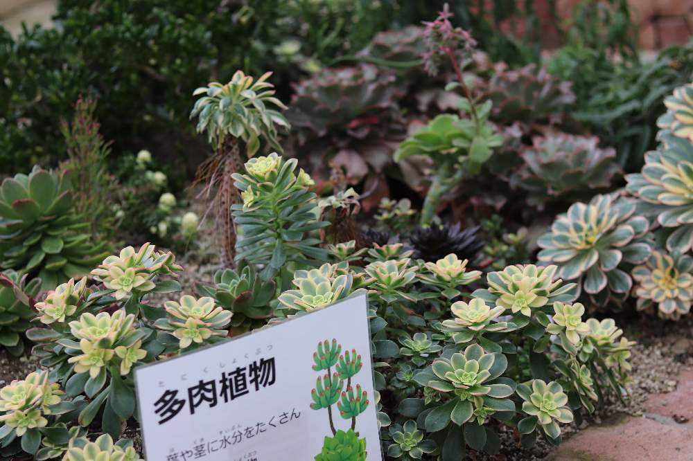 Yahoo!オークション - 【岩手県植物誌 岩手植物の会 昭和46年2版