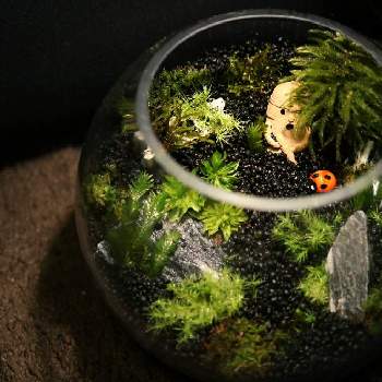 黒光石の投稿画像一覧 Greensnap グリーンスナップ