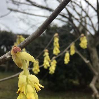 トサミズキ属の画像 by nmi08yu29さん | ビタミンカラーと黄色の花とトサミズキ属