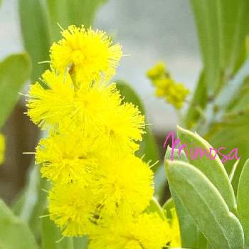 ミモザの木の投稿画像一覧 Greensnap グリーンスナップ