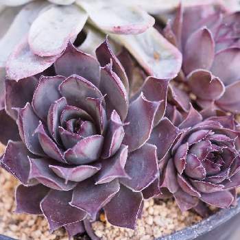 センペルビウム ブルーボーイの投稿画像一覧 Greensnap グリーンスナップ