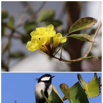 野鳥 シジュウカラ の投稿画像一覧 Greensnap グリーンスナップ 野鳥 シジュウカラ の投稿画像一覧 Greensnap グリーンスナップ