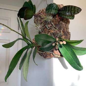 コルク着生 蘭の投稿画像一覧 Greensnap グリーンスナップ