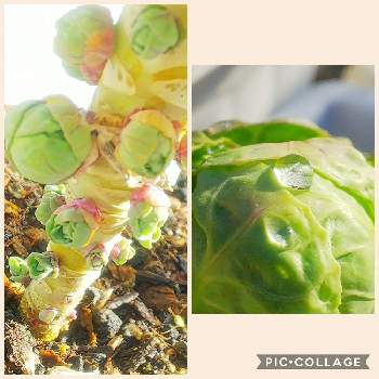 芽キャベツの育て方 植え付けや収穫の時期は 鉢でも栽培できる Greensnap グリーンスナップ