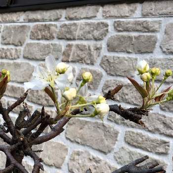 なしの花の投稿画像一覧 Greensnap グリーンスナップ