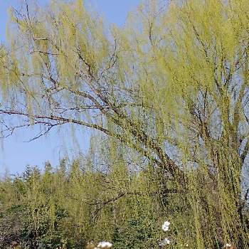 ユキヤナギ♡の画像 by hiroさん | お出かけ先と柳の新芽がとユキヤナギ♡と可愛い春の花たちと医療関係者に感謝とコロナに負けるな‼️と大泉緑地公園