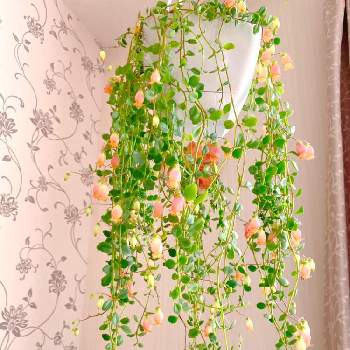 吊るす の投稿画像一覧 Greensnap グリーンスナップ