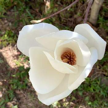春のお花♡の画像 by フランネルさん | 小さな庭と春のお花♡とハクモクレンの花と癒し…♡とかわい。と花のある暮らしとGS皆様ありがとうとスマホ撮りと白い花♡
