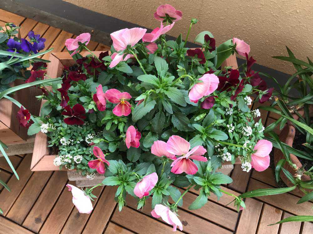 キュウリとハーブのトリプルデッカーのレシピ