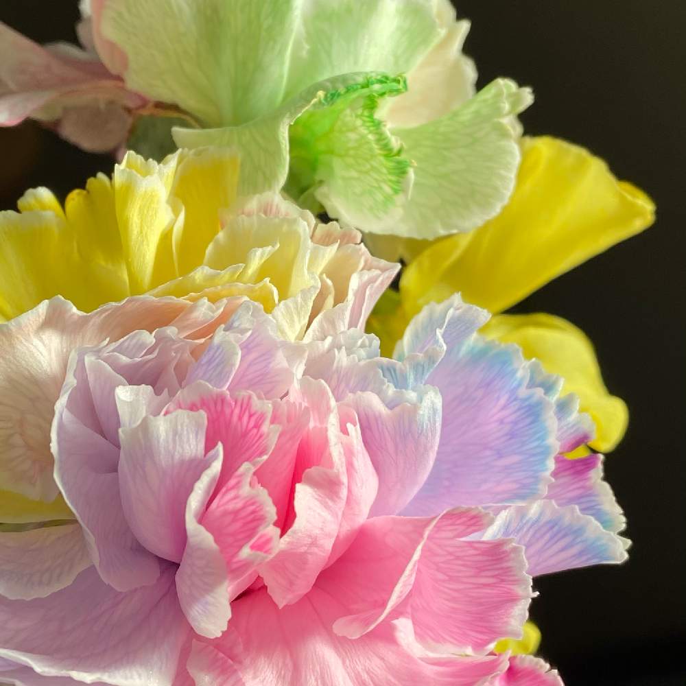 カーネーションの投稿画像 By パステルさん カラフルカーネーションと可愛い と花のある暮らしと京都タニラーとレインボーカーネーション 21月3月11日 Greensnap グリーンスナップ