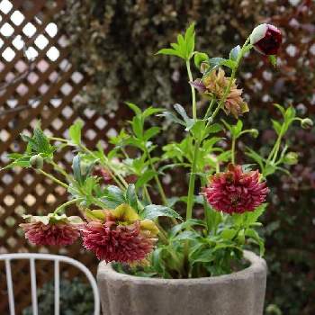 クリスマスローズ クレオパトラの投稿画像一覧 Greensnap グリーンスナップ