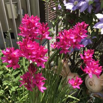 イキシア ローズエンペラーの投稿画像一覧 Greensnap グリーンスナップ