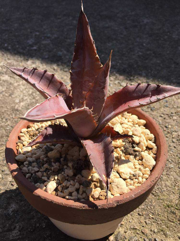 アガベ アメリカーナ エクスパンサ メディオピクタ 抜き苗