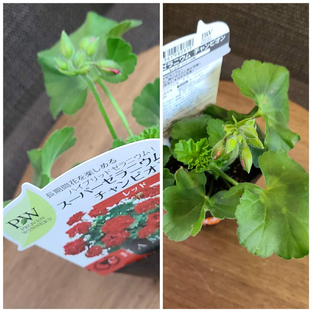 スーパーゼラニウム チャンピオン レッドの投稿画像 By りょうたんさんさん 窓辺と3号ポットとホームセンターコーナンと5号鉢と 1558とおうち園芸と 苗からと花のある暮らしと3号ポットとホームセンターコーナンと5号鉢と 1558とおうち園芸と苗からと花のある暮らし 21