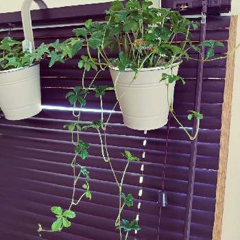 シュガーバイン☘️の画像 by くろたんさん | 窓辺とシュガーバインと植物のある暮らしとシュガーバイン★とシュガーバイン☘️とグリーンある暮らしとインテリアグリーン
