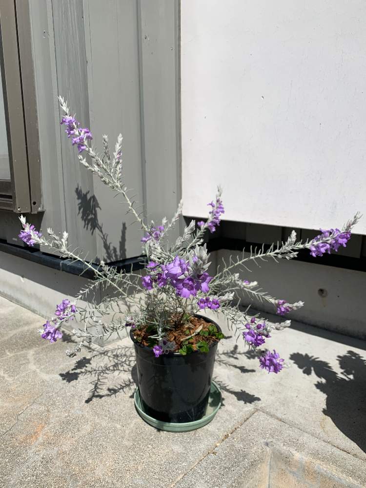 エレモフィラニベアの投稿画像 By Tomo19さん 植物男子と高知県とおうち園芸と鉢植えとガーデニングとシルバーリーフ 21月3月11日 Greensnap グリーンスナップ